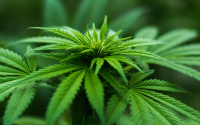 CBD Oils May Result in DOT-Testing Violation